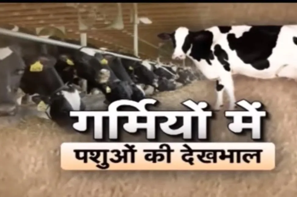 गर्मियों में पशुओं की देखभाल