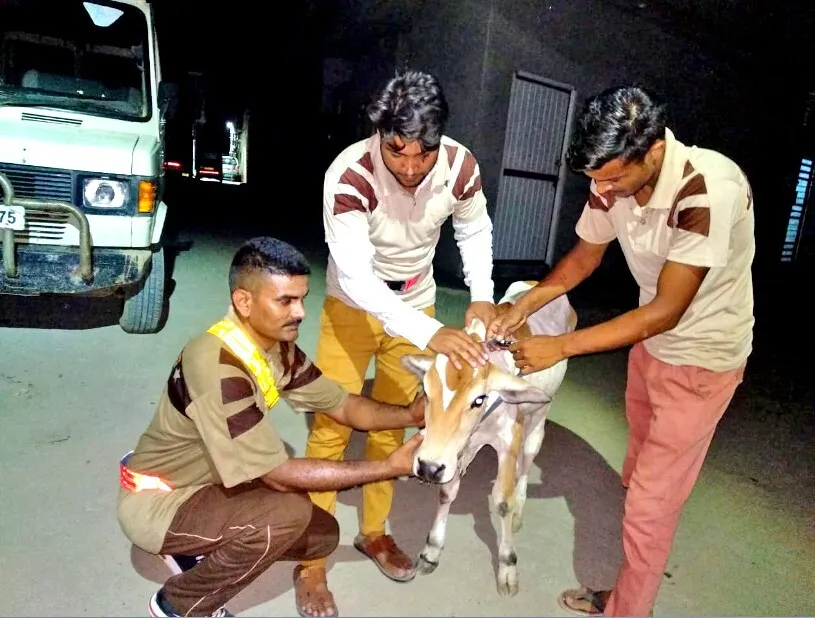 बेसहारा पशुओं से होने वाले हादसों पर अब लगेगी ब्रेक