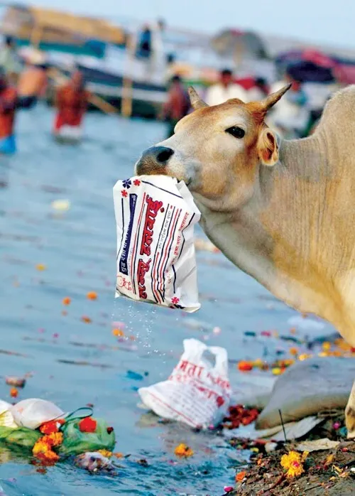 बेजुबानों के लिये काल बनता प्लास्टिक