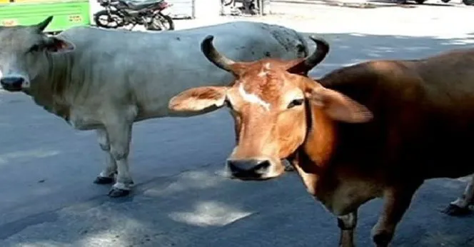 पशु बलि देने वालों के खिलाफ कार्यवाही करने की मांग