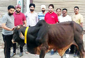 नगर कौंसिल ने पशुओं को बांधी रेडियम बैल्टें