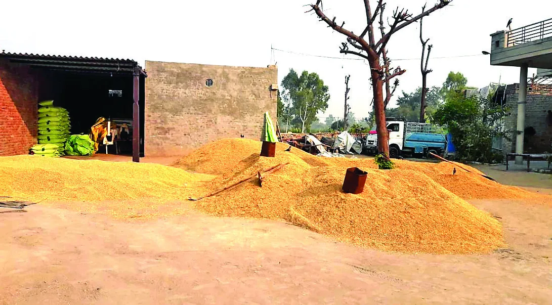 फिरोजपुर : बासमती के कम उत्पादन व कम रेट ने किसानों की करवाई तौबा