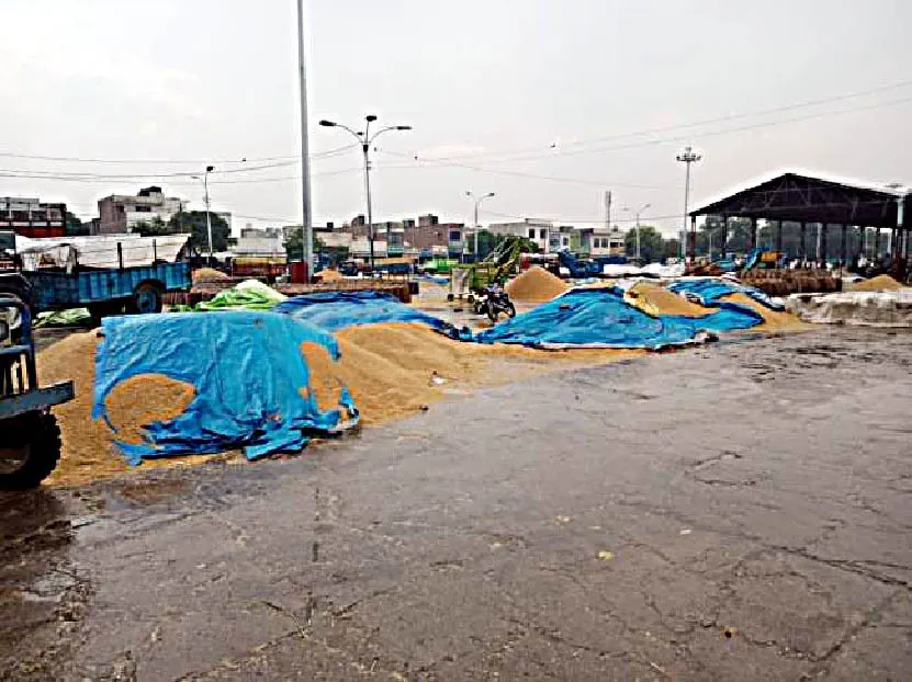 तेज बारिश से खुले आसमान के नीचे पड़ा धान भीगा