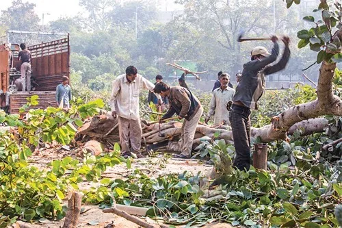 वृक्षों को बचाने की सैद्धांतिक जीत, व्यवहारिक हार
