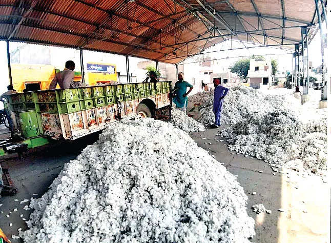 ‘सफेद सोना’ भी नहीं ला सका किसानों के चेहरों पर रौनक