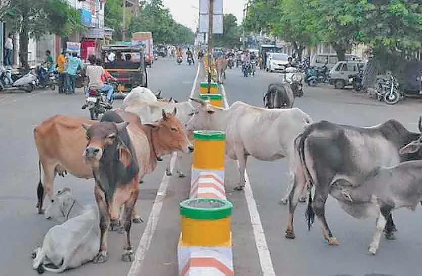 कोटकपूरा : डंपों के आसपास लावारिस पशुओं का बसेरा