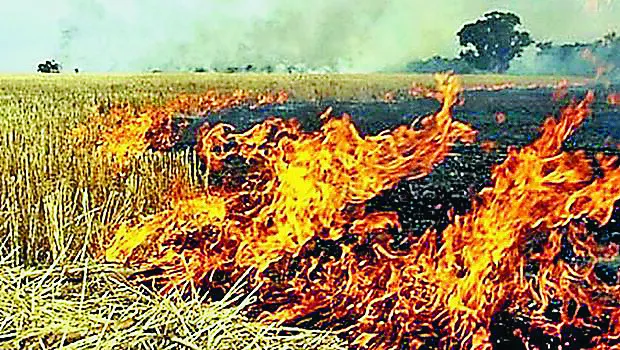 संगरूर : पराली जलाना पड़ा भारी, 142 किसान पहुंचे जेल