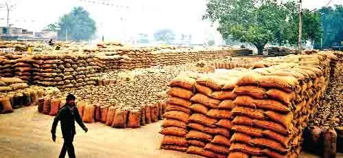 लुधियाना : नहीं हो रही लिफ्टिंग, खुले आसमान के नीचे पड़ी धान की लाखों बोरियां