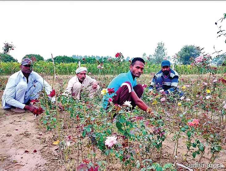अबोहर: गुलाबों के कश्मीर से जाना जाता है गांव ‘सप्पांवाली’