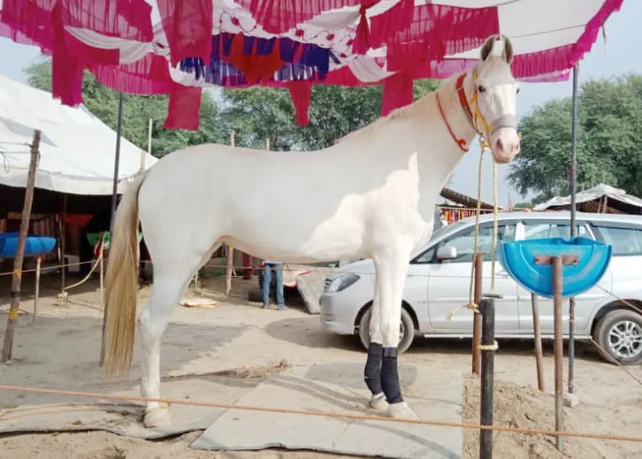 डेरा सच्चा सौदा की ‘रूही’ की खूबसूरती के हैं लाखों कदरदान