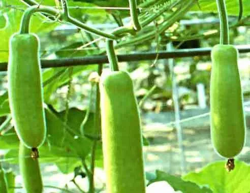 लौकी की नई किस्म बीआरबीजी 65 तैयार