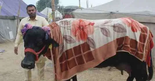 महंगी गाड़ियों से भी आगे निकल गई हिसार की ये भैंस buffalo of Hisar