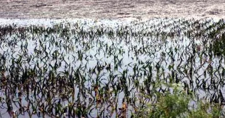 बारिश,ओलावृष्टि से प्रभावित किसानों को मुआवजा दे सरकार: कांग्रेस 
