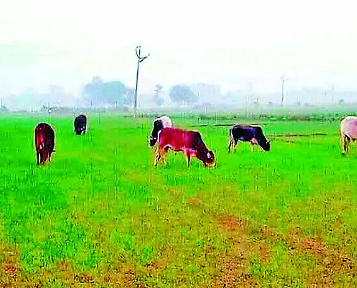 बरनाला : बेसहारा पशुओं ने किसानों की रातों की उड़ाई नींद
