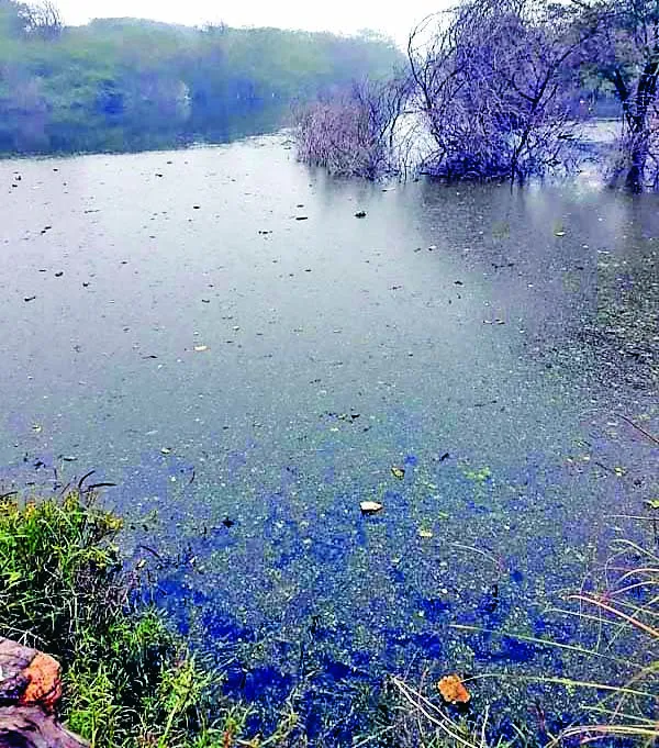बठिंडा : लसाड़ा ड्रेन के पानी ने पथराला निवासियों की उड़ाई नींद