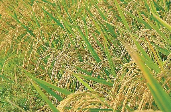 धान के उत्पादन में आई कमी, विभिन्न वर्गों के लोग प्रभावित