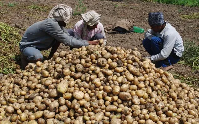 अब ‘आलू’ तेवर दिखाने की तैयारी में