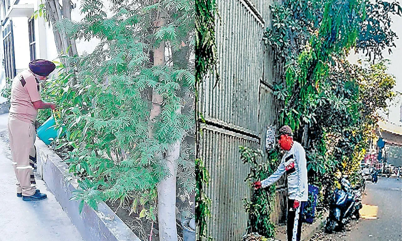 लुधियाना : पौधों की संभाल को डेरा श्रद्धालुओं ने बनाया अपनी जिंदगी का अहम अंग