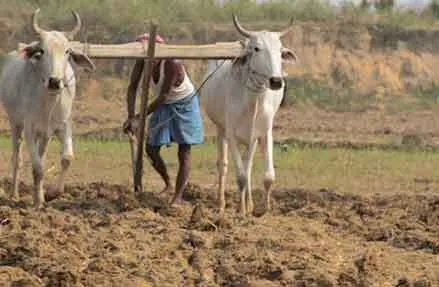कर्जमाफी के अलावा कृषि की कोई सुध नहीं