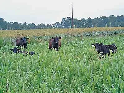 गुरदासपुर : किसानों के खेतों में घुसकर फसलों को खराब कर रहे आवारा पशु