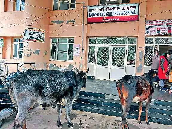 बठिंडा के सरकारी अस्पताल में नहीं है डॉक्टर