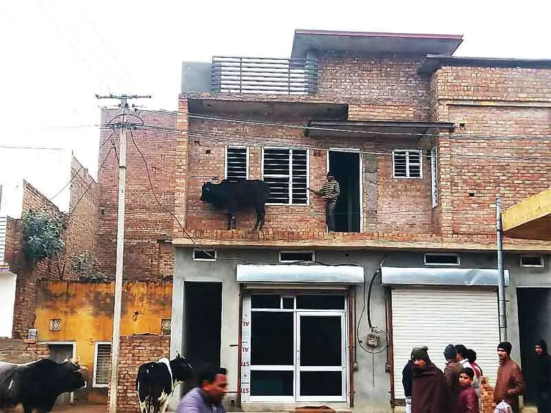 गोधा चढ़ा चौबारे पर, लोगों का लगा हजूम
