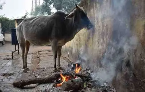पाले और शीतलहर ने बढ़ाई ठंड