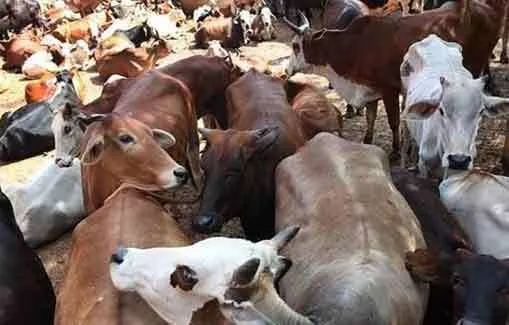 सिरसा जिले की गौशालाओं में सवा साल में 10,772 गौवंश की मौत