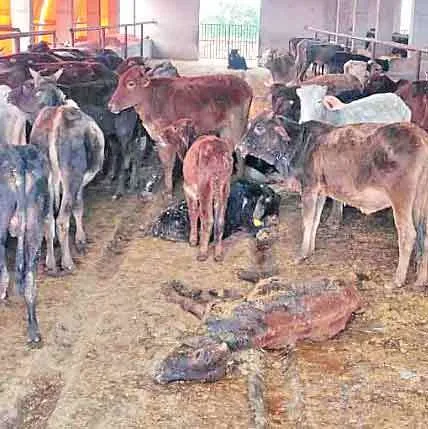 बठिंडा : सरकारी गौशाला हरराएपुर में नरक भरी जिंदगी जी रहे पशु