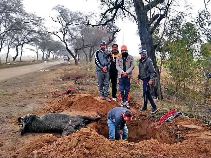 अबोहर : संस्थाओं द्वारा मृत व घायल गायों की निरंतर की जा रही संभाल