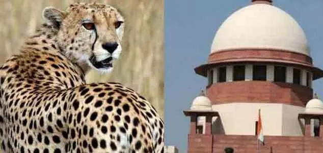 भारतीय अभयारण्यों के लिए अफ्रीकी चीते लाने की सुप्रीम कोर्ट ने दी इजाजत