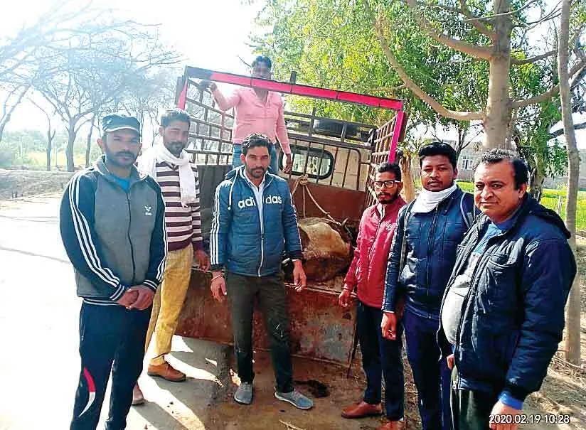 Humanity: वाह! इन्सानित हो तो ऐसी… बेसहारा घायल गोवंश की निरंतर संभाल कर रहे डेरा श्रद्धालु