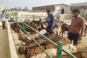Goats1
