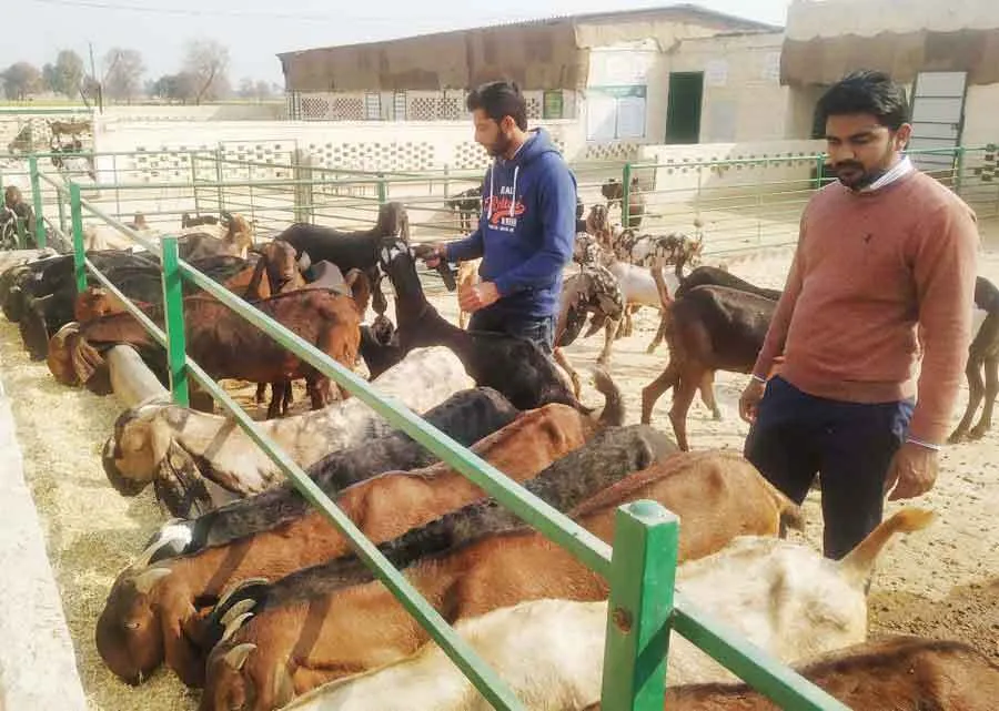 बकरियां बेच लाखों कमा रहे संदीप और राजप्रीत