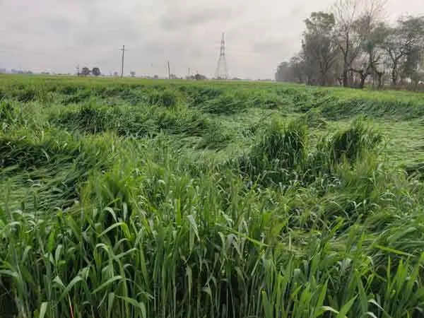 बरसात व ओलावृष्टि से गेहूं, सरसों व सब्जियों को नुकसान