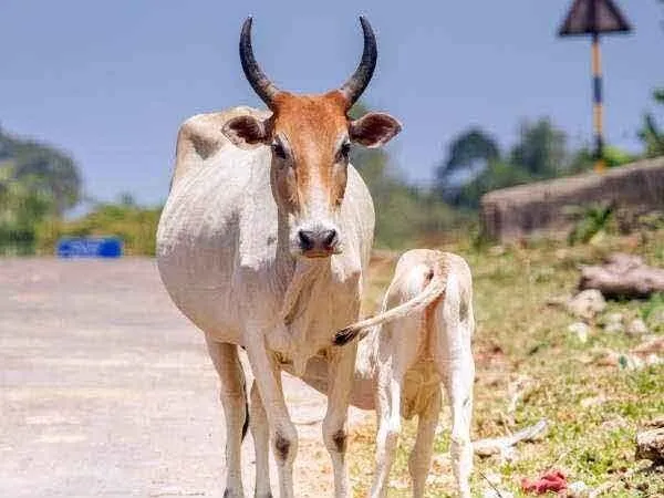 गायों को मारने की सोच गलत