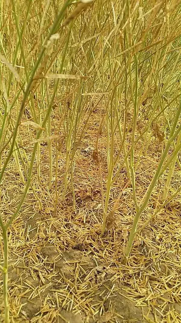 Rain and Hail: बरसात व ओलावृष्टि से फसलों को काफी नुकसान