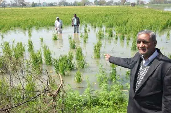 डिस्ट्रीब्यूटरी ओवरफ्लो, 300 एकड़ खड़ी फसल जलमग्न