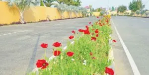 Flower Cultivation
