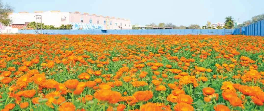 फूलों की खेती से गुलजार है डेरा सच्चा सौदा का आश्रम