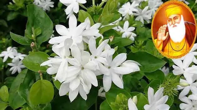 चमेली का फूल
