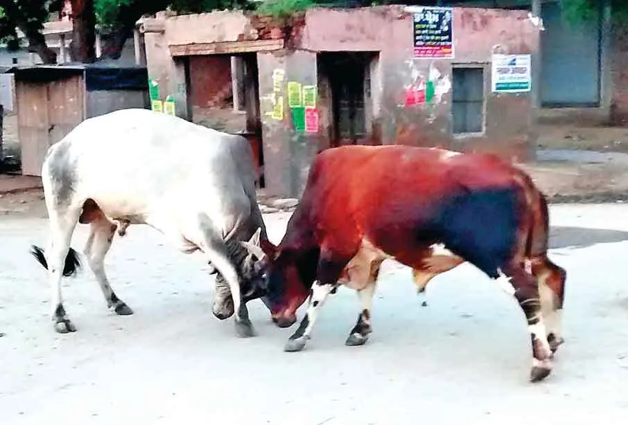 युवक को आवारा पशु ने मारी टक्कर, गंभीर घायल
