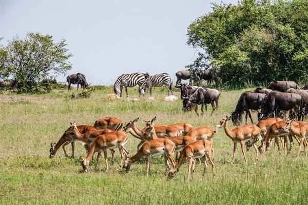 बेजुबान पशुओें के स्वास्थ्य के प्रति उदासीनता