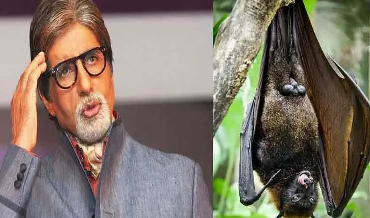 अमिताभ बच्चन के घर में घुसा चमगादड़