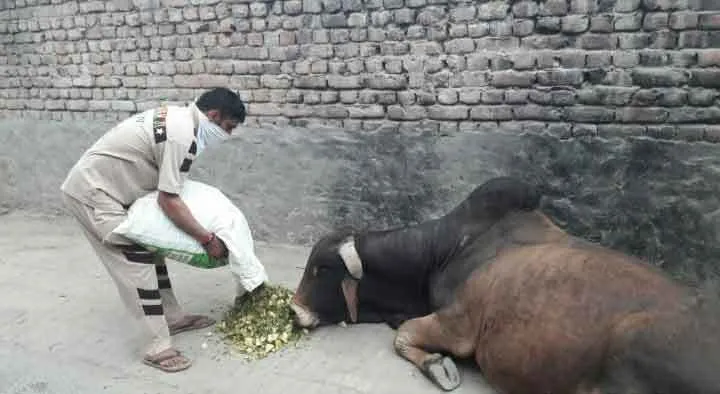 डबवाली: पशुओं की भूख मिटा रहे डेरा अनुयायी