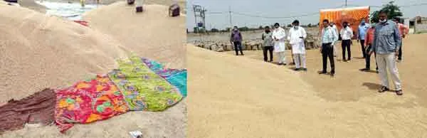 मिट्टी में न मिल जाए ‘पीला सोना’ कच्ची मंडियां बनी परेशानी