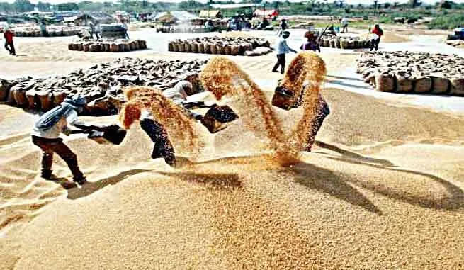 कोरोना संकट में देश का पेट भर रहा हरियाणा