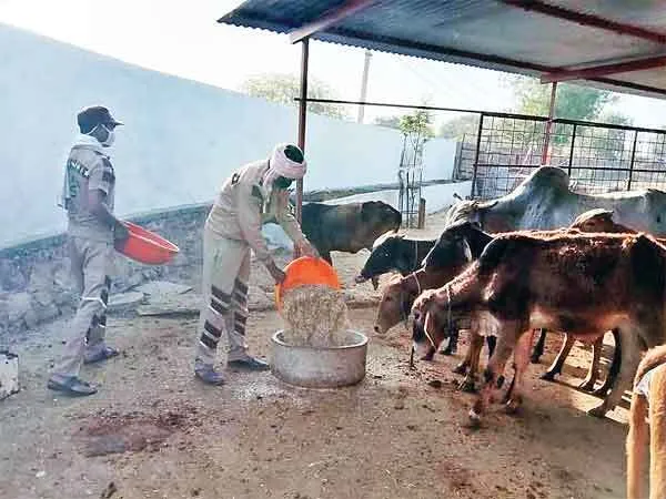 सराहनीय: सेवादारों ने 20 क्विंटल चारा पशुओं को खिलाया