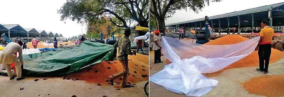 नाभा मंडी में बोरियों के अंबार लगने शुरू, बेमौसमी बारिश ने बढ़ाई किसानों की चिंता