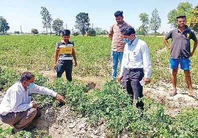 टमाटर की फसल में बीमारी का किया निरीक्षण